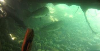 salmonids using new habitat at 3D
