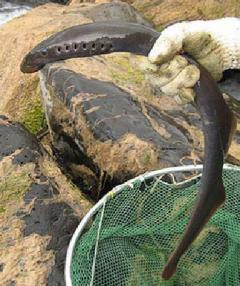 Eel Trap Owned by Réal Lauzier in Kamouraska