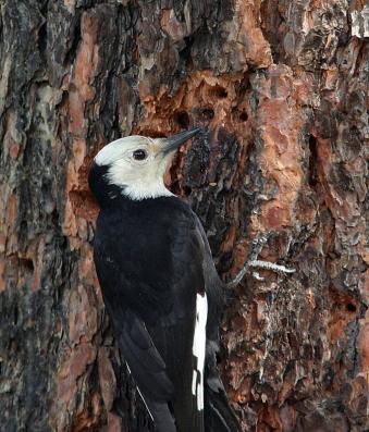 Female White-headed Woodpecker at sap wells