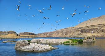 Gulls at Miller Rocks