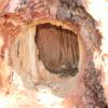 Shallow hole cut in snag to access nestlings in cavity