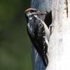 Hairy Woodpecker with food at nest cavity
