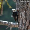 White-headed Woodpecker with food