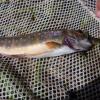 non-native Brook Trout eating endangered spring chinook
