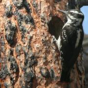 Hairy Woodpecker at nest cavity