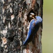 Western Bluebird male feeding female in the nest cavity