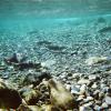 Sockeye spawning in Lake Cle Elum (Brian Saluskin, Yakama Nation Fisheries)