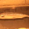 First Sockeye born and raised in Yakima River in over 100 years to return