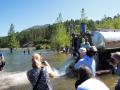 Sockeye being released into lake