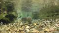 Steelhead staging on a redd in reach 1