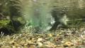 Steelhead spawning on a redd in reach 1