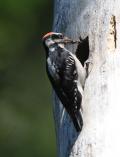 Hairy Woodpecker with food at nest cavity