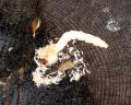 Buprestidae larva