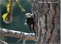 White-headed Woodpecker with food