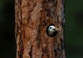 White-headed Woodpecker excavating cavity