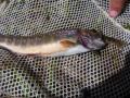 non-native Brook Trout eating endangered spring chinook