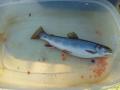non-native Brook Trout eating eggs from spawning endangered spring chinook