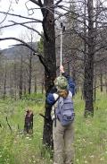 Technician inspeciting Hairy Woodpecker cavity with Tree Top Peeper IV nest camera