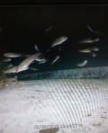 Juvenile bull trout rearing (YN)