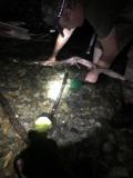 Juvenile bull trout rescue (YN)