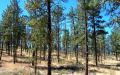 Open ponderosa pine forest where Western Bluebirds nest