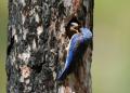 Western Bluebird male feeding female in the nest cavity