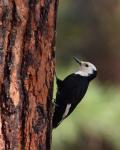 Female White-headed Woodpecker