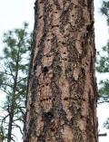 White-headed Woodpecker sap wells