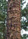 White-headed Woodpecker sap wells