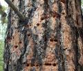 Close up of White-headed Woodpecker sap wells