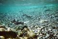 Sockeye spawning in Lake Cle Elum (Brian Saluskin, Yakama Nation Fisheries)
