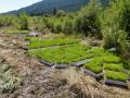 Sedge plugs grown from local seeds