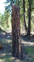 White-headed Woodpecker nest snag