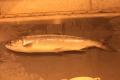 First Sockeye born and raised in Yakima River in over 100 years to return