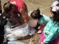 Yakama children watch Mark Johnston survey mackinaw for sockeye smolts (May 2013)