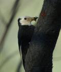 White-headed Woodpecker with spruce budworm larvae